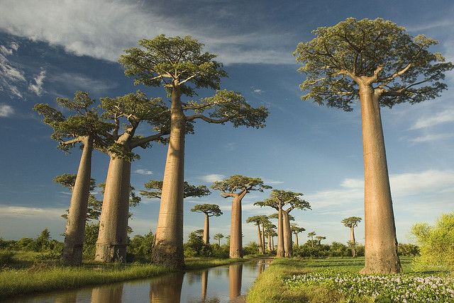 Madagascar